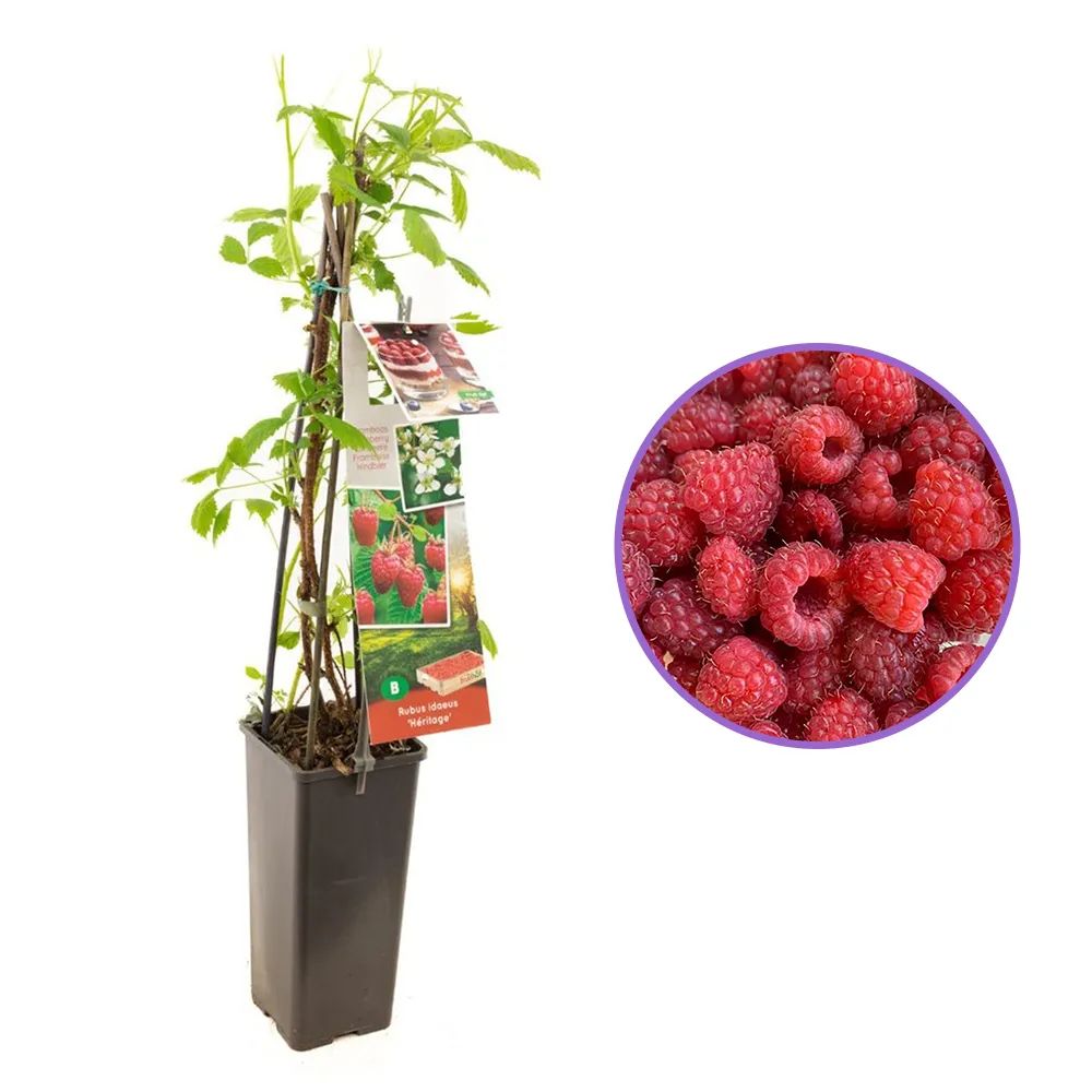 Zmeura remontanta curgatoare Heritage cu fructificare vara-toamna si gust clasic, an 1 pe rod