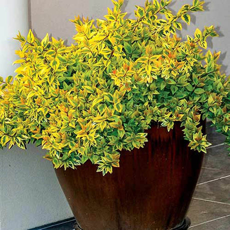 Abelia grandiflora Kaleidoscope, cu floare roz
