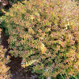 Abelia grandiflora Kaleidoscope, cu floare roz