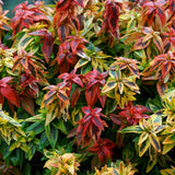 Abelia grandiflora Kaleidoscope, cu floare roz