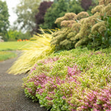 Abelia grandiflora Kaleidoscope, cu floare roz