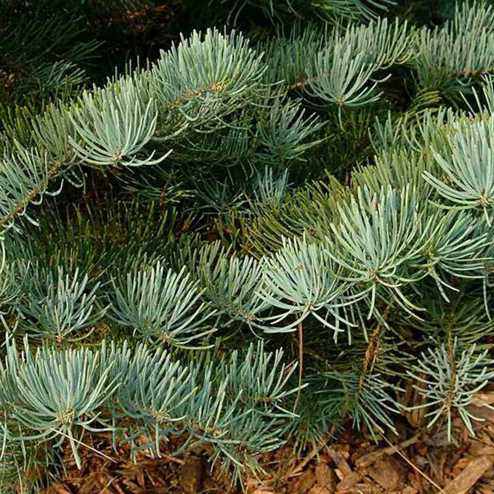 Brad Alb Pitic Archer's Dwarf (Abies Concolor), cu ace verzi-albastrui