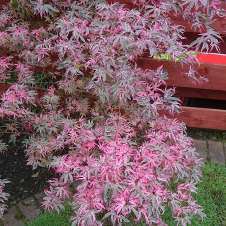 Artar Japonez Pitic Butterfly, cu frunzis variegat alb-verde-roz
