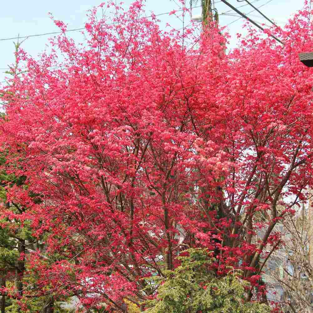 Artar Japonez Rosu (Acer palmatum) Shin-deshojo, cu frunze rosii decorativ rezistent la frig, ideal pentur bonsai