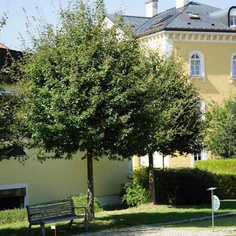 Jugastru Paltin de Camp Elsrijk (Acer Campestre), artar autohton columnar, rezistent la poluare urbana, ideal pentru strazi, bulevarde, cartiere rezidentiale