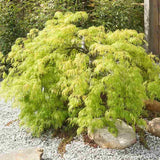 Artar Japonez Pitic Dissectum Viridis, frunze verzi dantelate, forma pletoasa, rezistenta frig -20°C