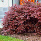 Японски червен клен джудже Garnet, с яркочервени дантелени листа, ефектна украса