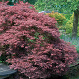 Японски червен клен джудже Garnet, с яркочервени дантелени листа, ефектна украса