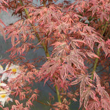 Artar Japonez Shirazz, cu frunzis variegat rosu-roz, frunzis spectaculos, rezistenta frig -20°C