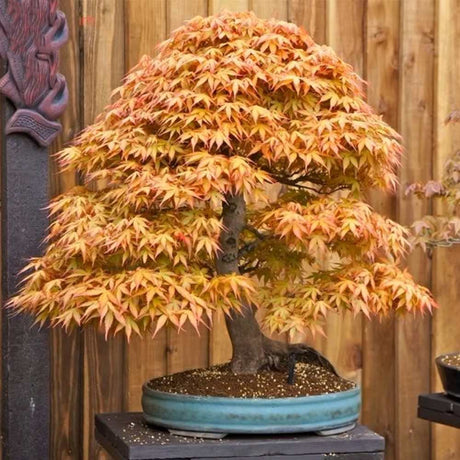 Японски клен Bonsai 'Katsura' – деликатна листна игра в топли есенни нюанси