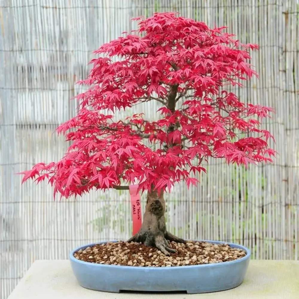 Аранжимент Бонсай Zen с Японски клен червен Deshojo 35 см, мини бонсай дърво с червена зеленина, перфектен подарък