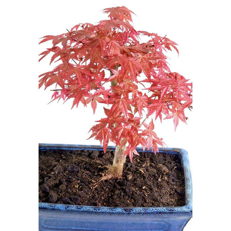Аранжимент Бонсай Zen с Японски клен червен Deshojo 35 см, мини бонсай дърво с червена зеленина, перфектен подарък