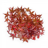 Аранжимент Бонсай Zen с Японски клен червен Deshojo 35 см, мини бонсай дърво с червена зеленина, перфектен подарък