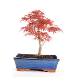 Аранжимент Бонсай Zen с Японски клен червен Deshojo 35 см, мини бонсай дърво с червена зеленина, перфектен подарък