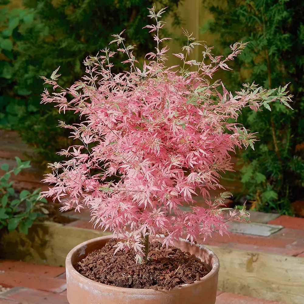 Artar Japonez Pitic Roz Iyoshi, cu frunzis roz, decorativ, ghiveci, gradina mica