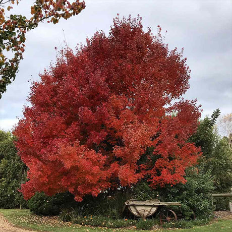 Червен клен October Glory (Acer rubrum) – интензивно червено есенно листо, бърз растеж