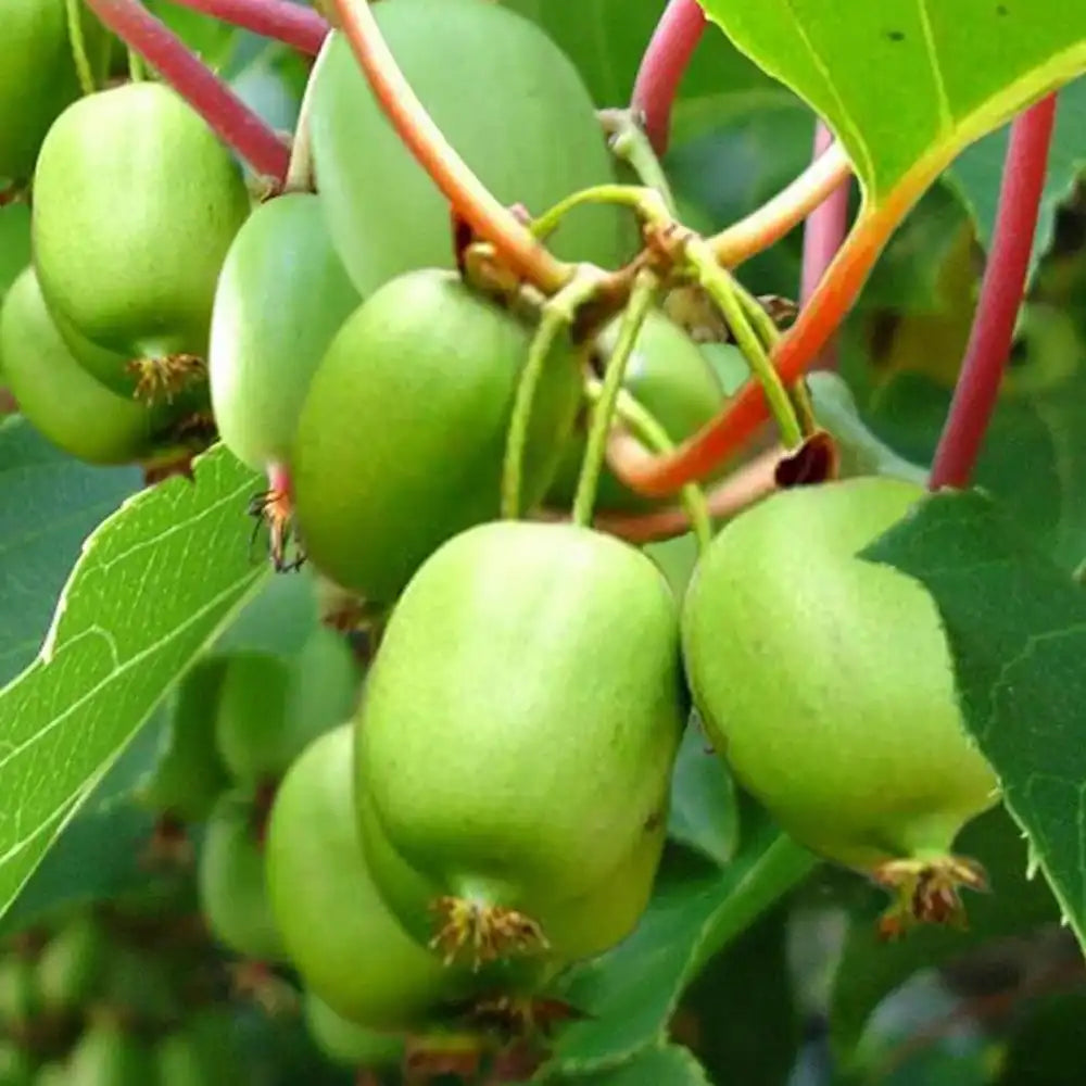 Kiwi de Siberia Issai (Actinidia arguta), autofertil, cu fructe mici dulci si productie bogata