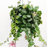 Planta Ruj (Aeschynanthus Pink Polka) - 30-50 cm