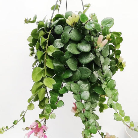 Planta Ruj (Aeschynanthus Pink Polka) - 30-50 cm