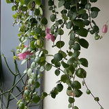 Planta Ruj (Aeschynanthus Pink Polka) - 30-50 cm