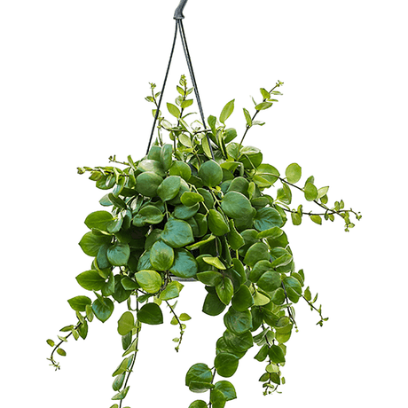 Planta Ruj (Aeschynanthus Pink Polka) - 30-50 cm