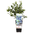 Afin Bluegold (Vaccinium corymbosum), cu fructe dulci - VERDENA-30-40 cm inaltime, livrat in ghiveci de 2 l