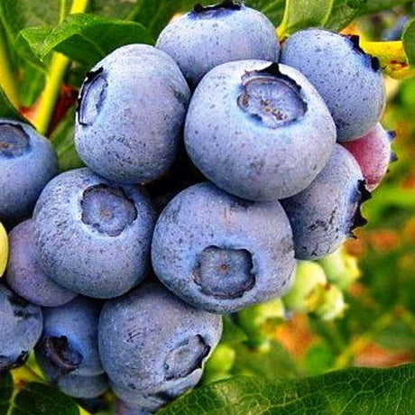 Боровинка Duke (Vaccinium corymbosum) – продуктивен американски афин с едри плодове, ранно узряване, 6-годишен