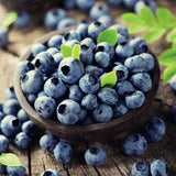 Боровинка Duke (Vaccinium corymbosum) – продуктивен американски афин с едри плодове, ранно узряване, 6-годишен