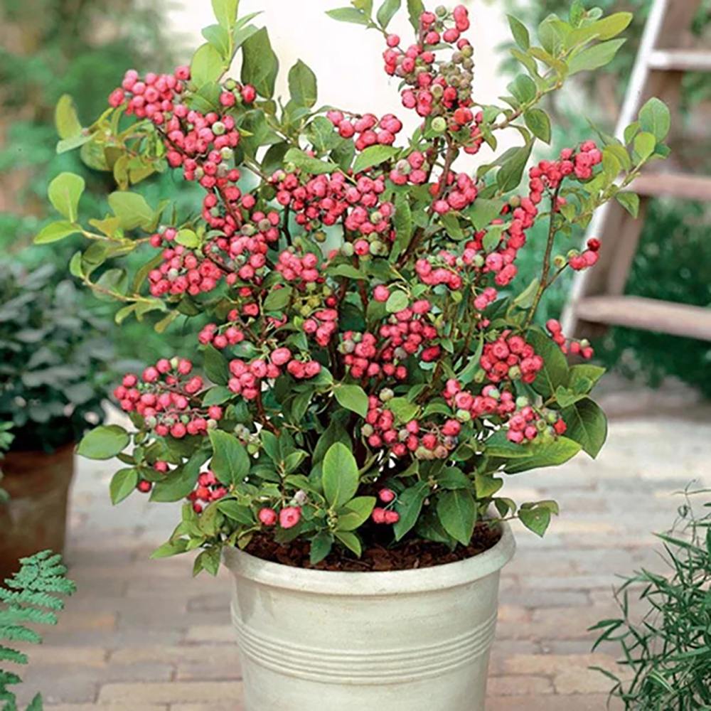 Afin Pink Lemonade (Vaccinium), cu fructe roz-rosu dulci-acrisoare