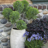 Agapanthus Columba