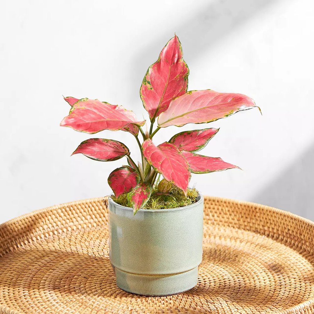 Aglaonema Cherry Baby - 30 cm, cu frunze rosu-coral