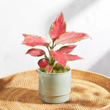 Aglaonema Cherry Baby - 30 cm, cu frunze rosu-coral