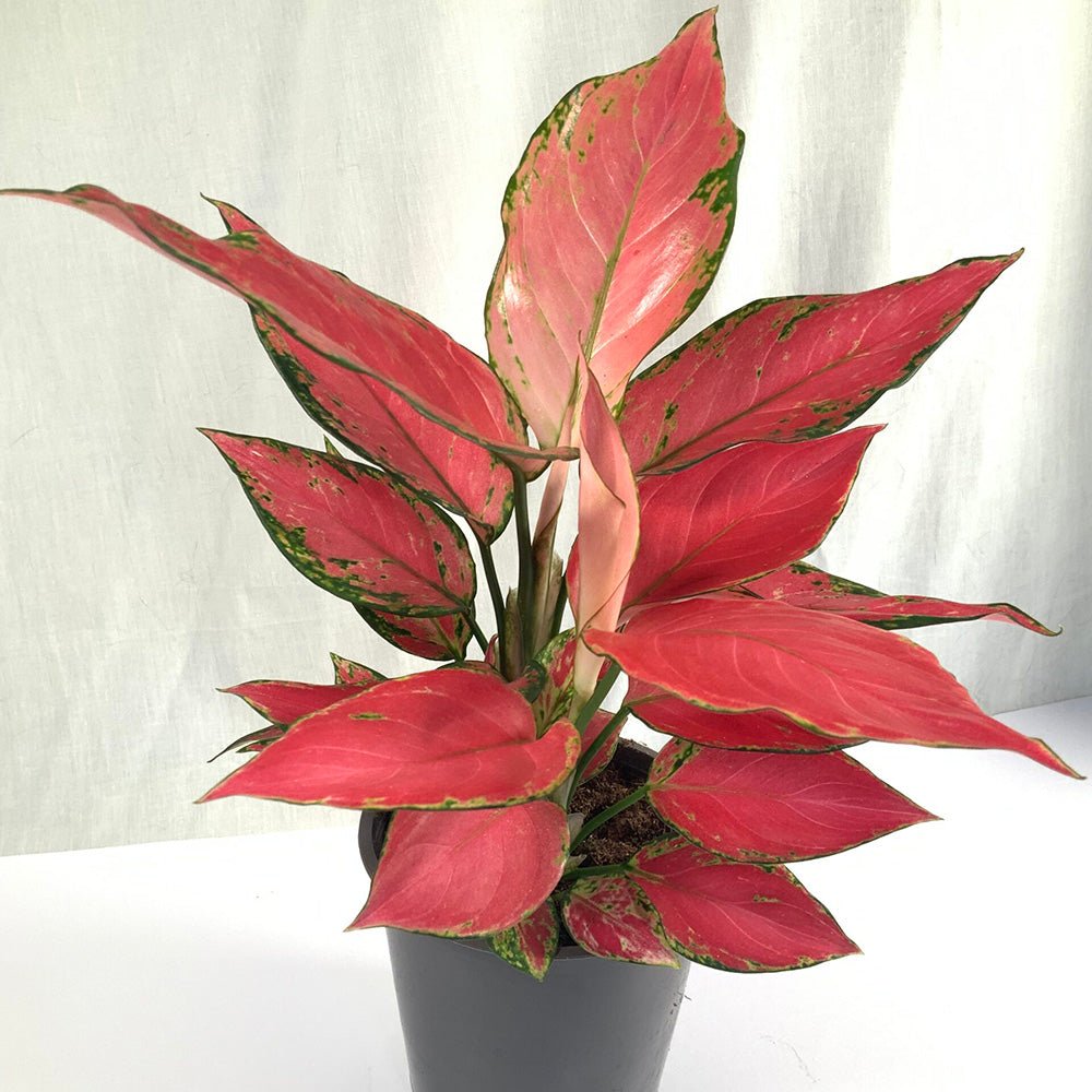 Aglaonema Cherry Baby - 30 cm, cu frunze rosu-coral