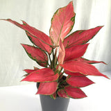 Aglaonema Cherry Baby - 30 cm, cu frunze rosu-coral
