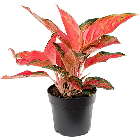 Aglaonema Cherry Baby - 30 см, с кораловочервени листа