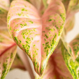 Aglaonema Cocomelon - 45 cm - VERDENA - 45 cm inaltime livrat in ghiveci de 1.2 L