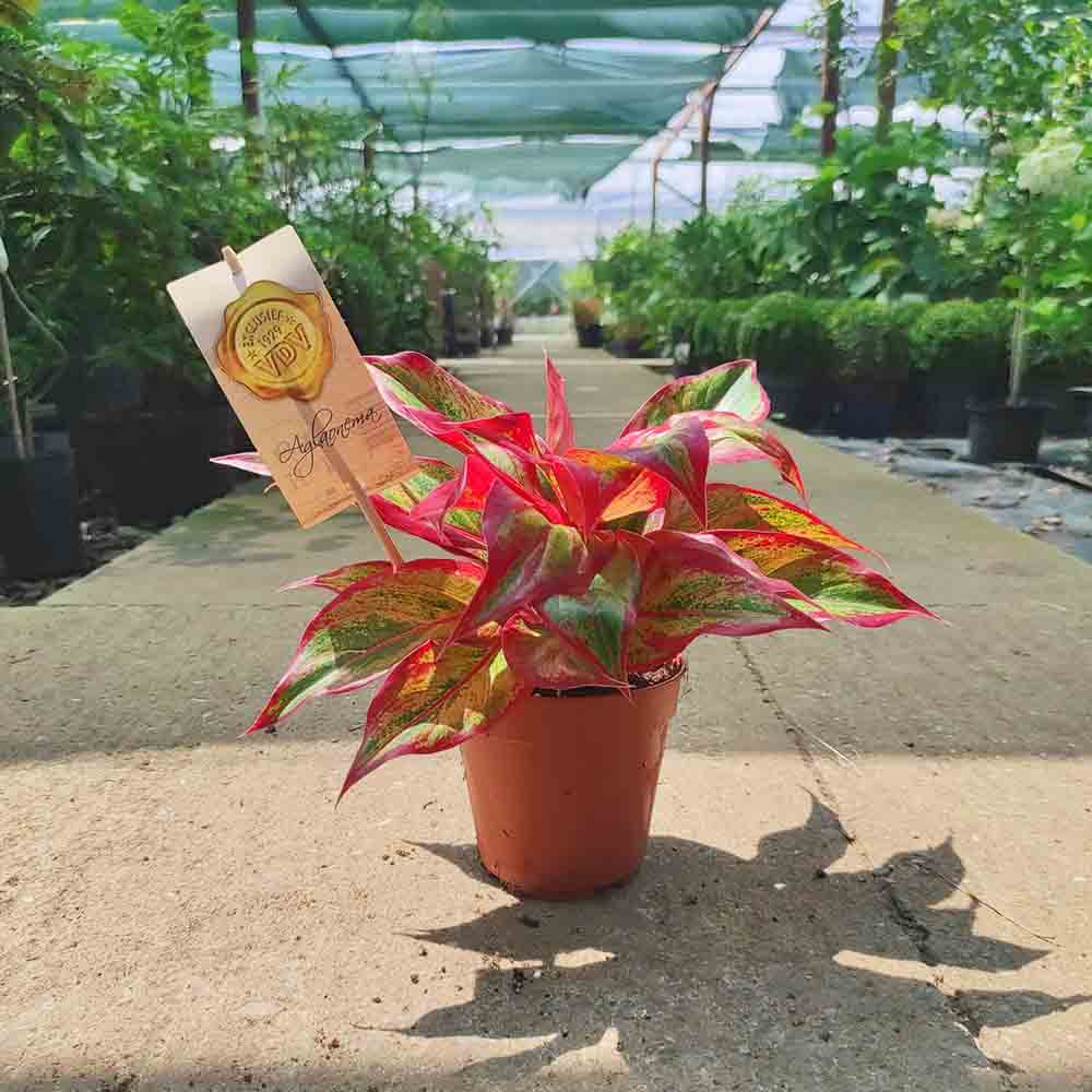 Aglaonema Crete - 25 - 35 cm - VERDENA - 25 - 35 cm inaltime, ghiveci de 1.2 l