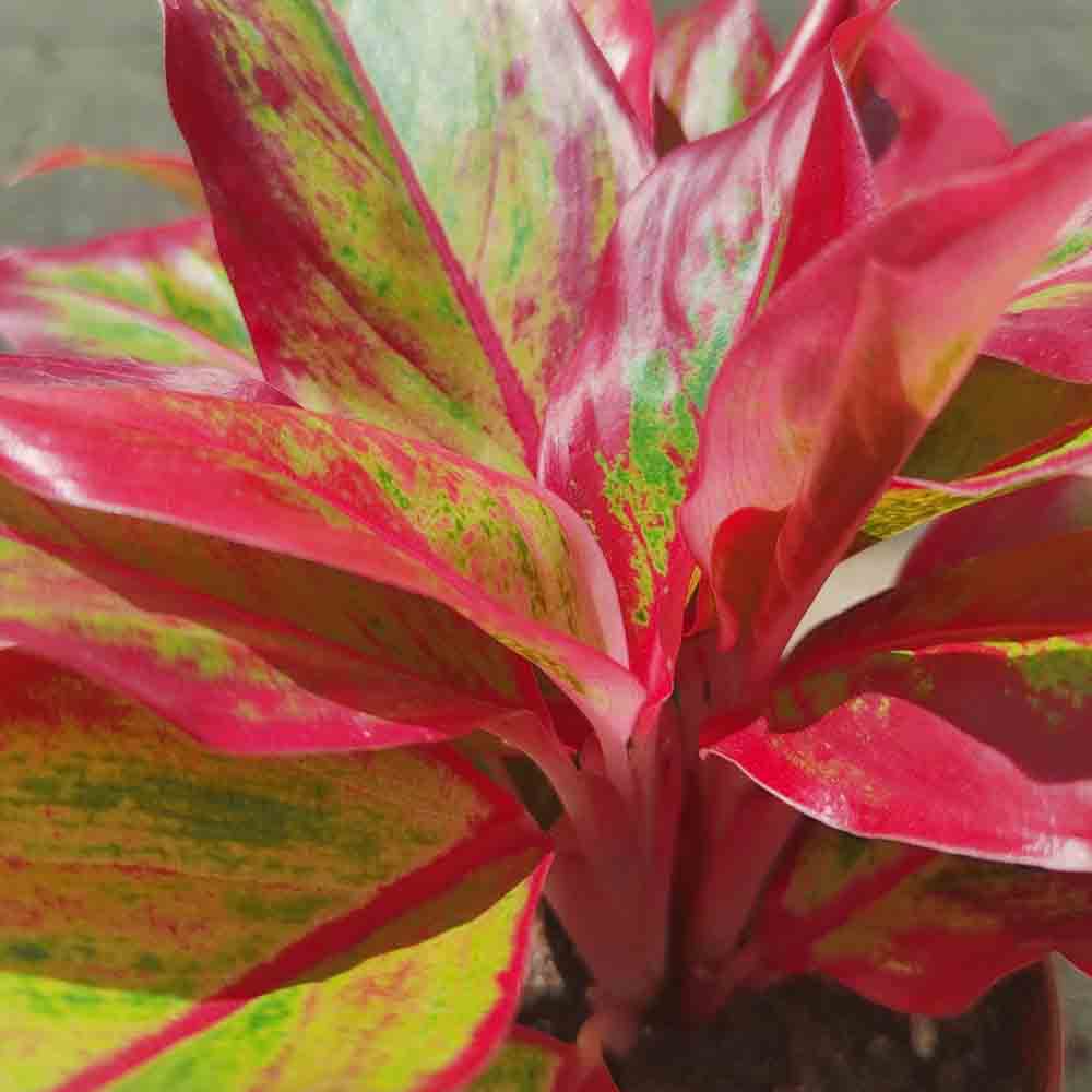 Aglaonema Crete - 25 - 35 cm - VERDENA - 25 - 35 cm inaltime, ghiveci de 1.2 l