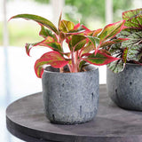 Aglaonema Crete - 25-35 cm, cu frunze rosii-verzi