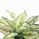 Aglaonema Kiwi - 35 cm, cu frunze albe si margini verde-lime