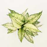 Aglaonema Kiwi - 35 cm, cu frunze albe si margini verde-lime