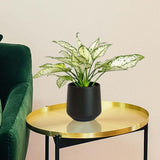 Aglaonema Kiwi - 35 cm, cu frunze albe si margini verde-lime