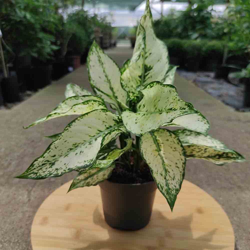 Aglaonema Kiwi - 35 cm - VERDENA - 35 cm inaltime, ghiveci de 1.2 l