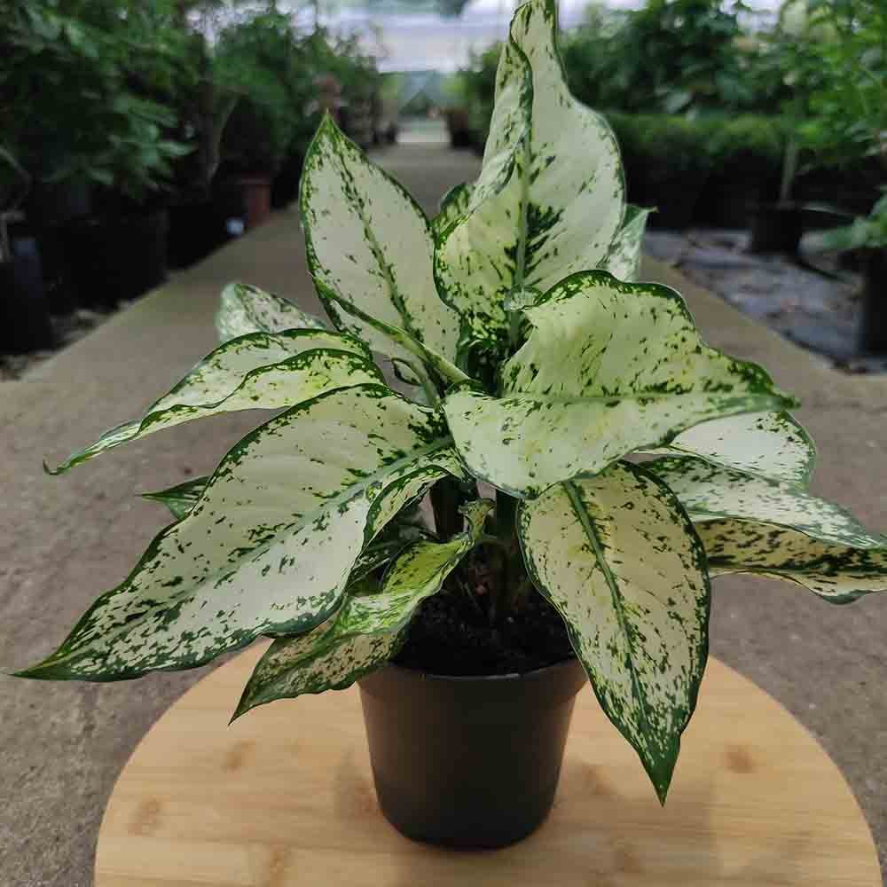 Aglaonema Kiwi - 35 cm - VERDENA - 35 cm inaltime, ghiveci de 1.2 l