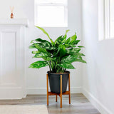 Aglaonema Maria - 30 cm, cu frunze verzi-argintii