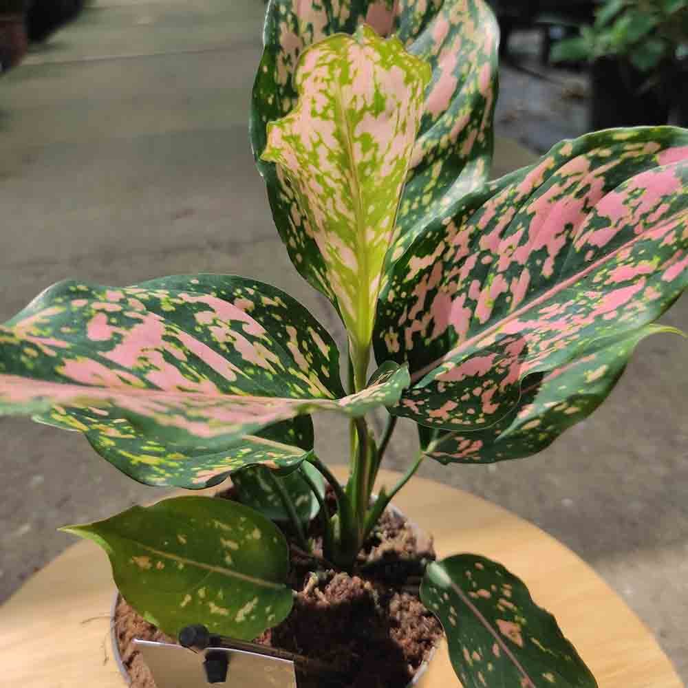 Aglaonema Pink Leopard - 30 cm - VERDENA - 30 cm inaltime, ghiveci de 1.2 l