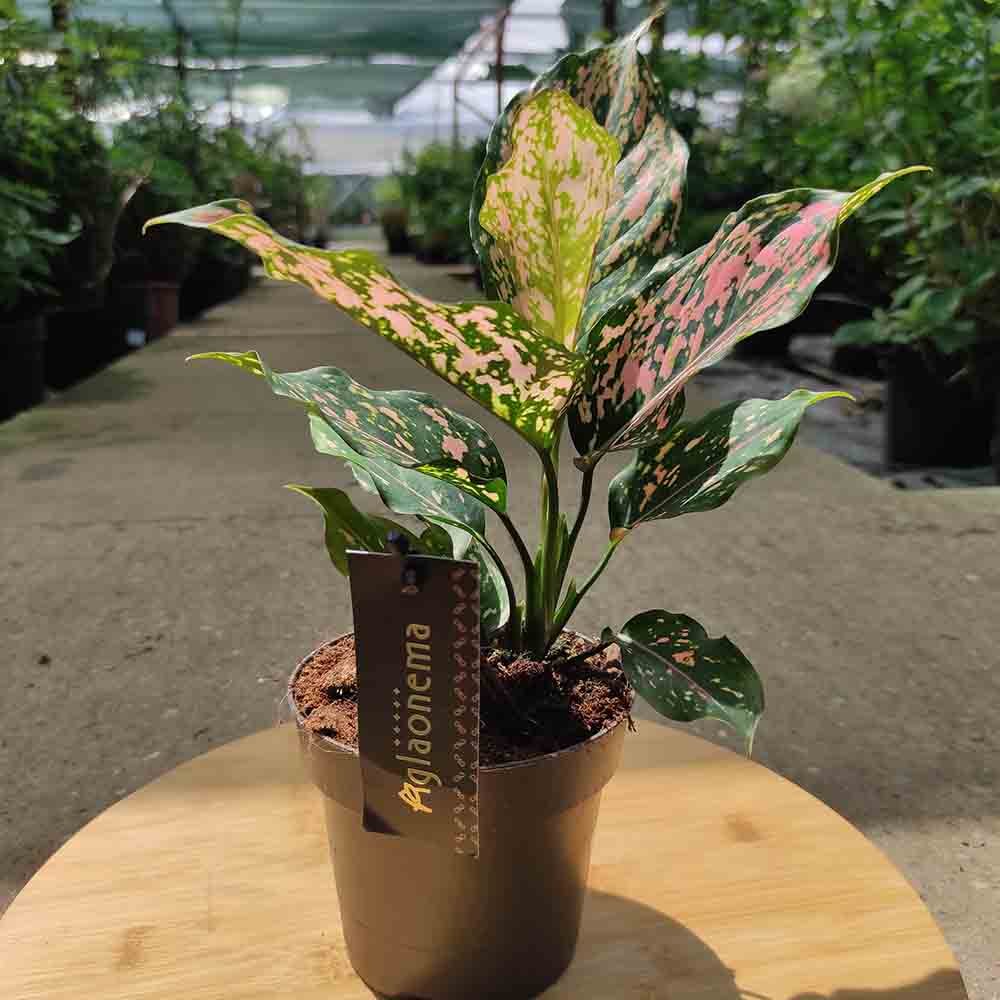 Aglaonema Pink Leopard - 30 cm - VERDENA - 30 cm inaltime, ghiveci de 1.2 l