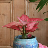 Aglaonema Pink Star - 35 cm, cu frunze roz si marginii verzi