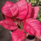 Aglaonema Pink Star - 35 cm - VERDENA - 35 cm inaltime, ghiveci de 1.2 l