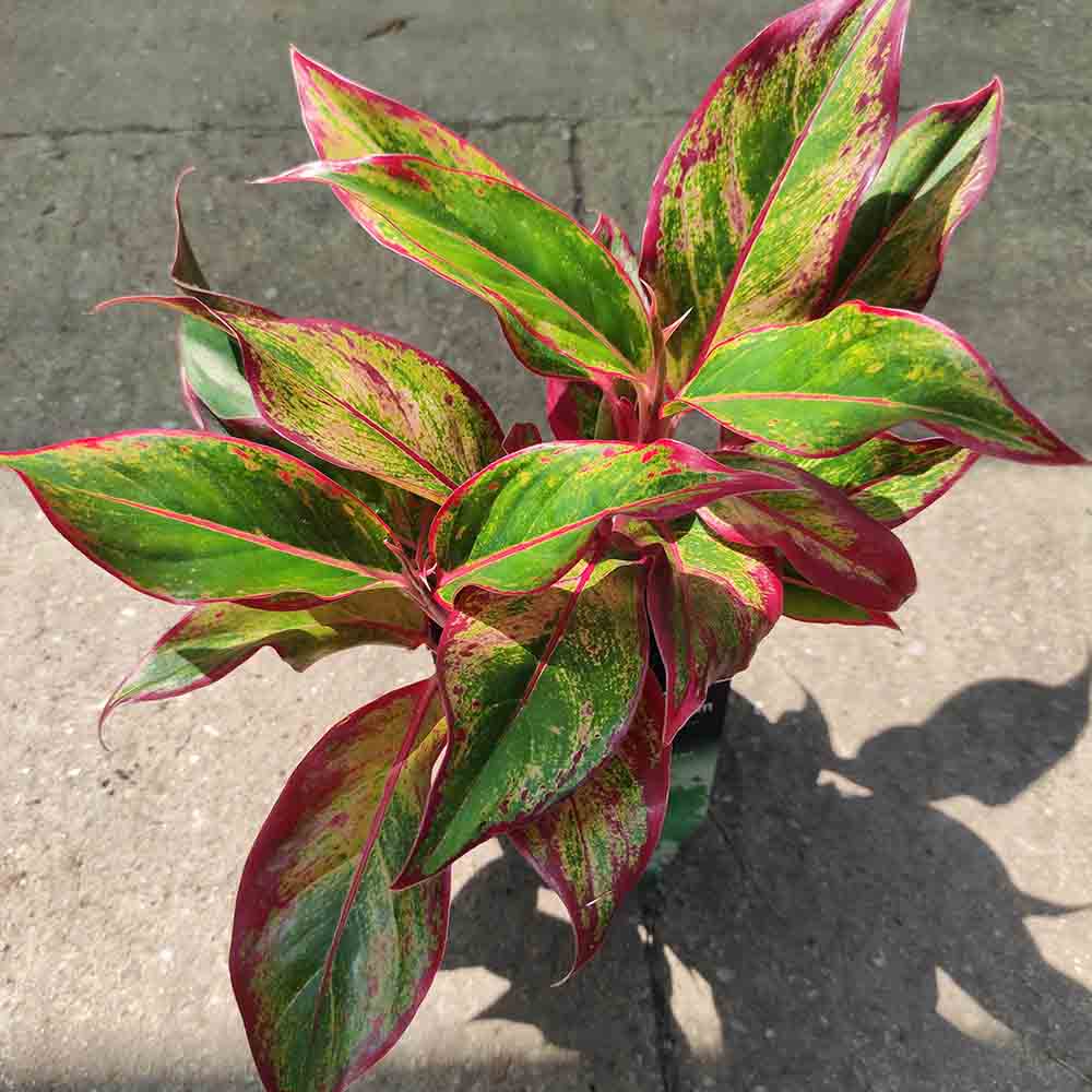 Aglaonema Red Fire - 30 cm - VERDENA - 30 cm inaltime, ghiveci de 1.2 l